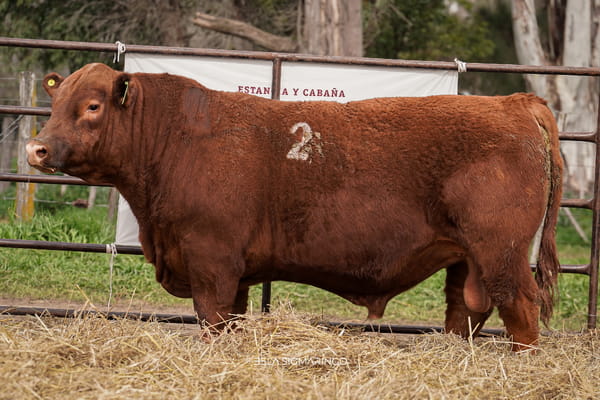 Lote TOROS ANGUS COLORADOS  PC