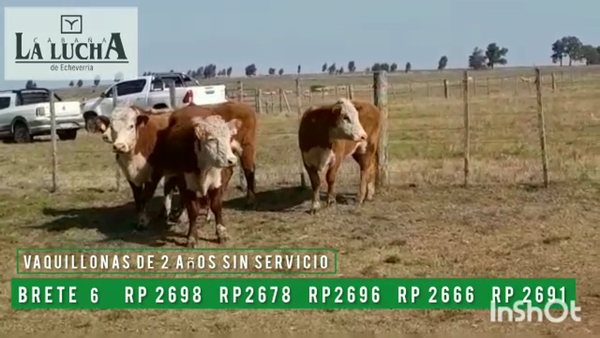 Lote VAQUILLONAS PI DE 2 AÑOS SIN SERVICIO