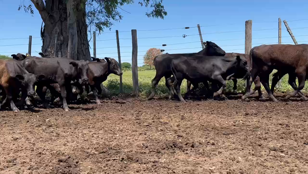 Lote 110 Terneros/as en Gran Guardia, Formosa
