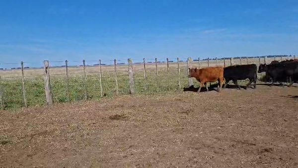 Lote 140 Terneras en Buenos Aires, Olavarría