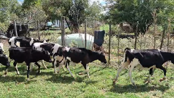 Lote 14 Terneras, San José