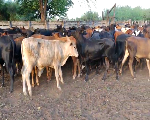 Lote 120 Terneros/as en Tintina, Santiago del Estero