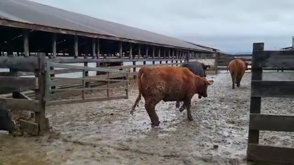 Lote 45 Vaquilla Gorda en Los Lagos, XIV Región Los Ríos