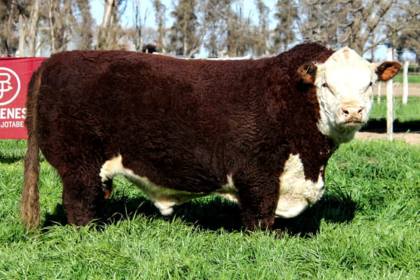 Lote Toro PP