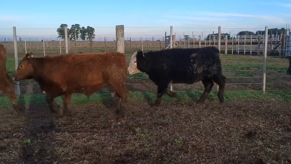Lote 60 Terneros