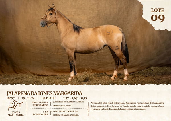 Lote JUERGA DA IGNES MARGARIDA