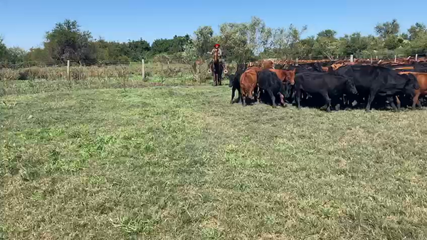 Lote 300 Terneros en Gualeguaychú, Entre Ríos