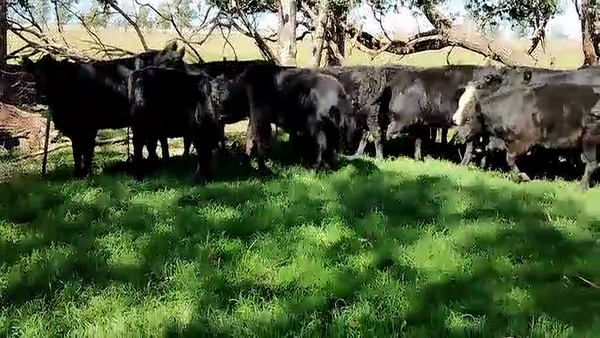 Lote 22 Vaquillonas en Olavarria