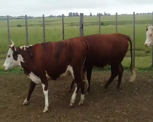 Lote (Vendido)3 Vaquillonas 1 a 2 años 430kg - , Colonia