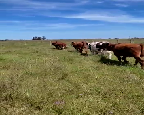 Lote (Vendido)5 Novillos HOLANDO,  HEREFORD 415kg -  en PROGRESO