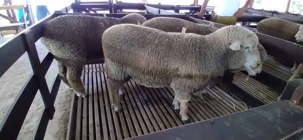 Lote 3 borregos pedigree 2dts planteleros