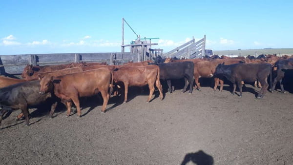 Lote 100 Terneras en arboledas, Buenos Aires