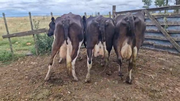 Lote 3 Vaca 480kg - , San José