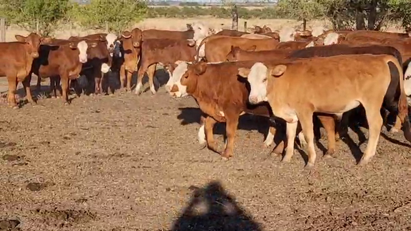 Lote 88 Terneros en Villaguay, Entre Ríos