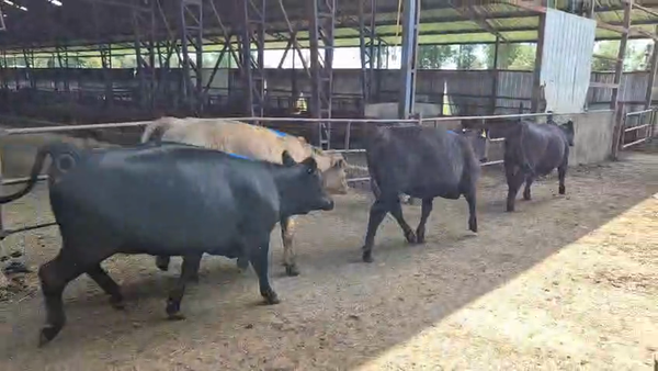 Lote 16 Vaquilla Gorda en Futrono, XIV Región Los Ríos