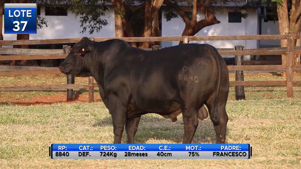 Lote TOROS BRANGUS  -LOTE 37