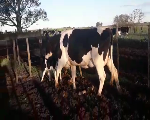 Lote Vaquillonas  HOLANDO 450kg - , San José
