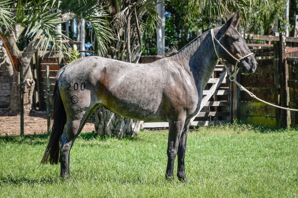 Lote YAYA LA CALAVERA