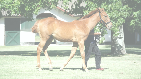 Lote FULL INDIO (FULL MAST -  NDIE STRIPES)