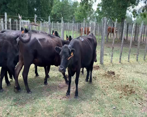Lote 10 Piezas de cría en Melo, Cerro Largo