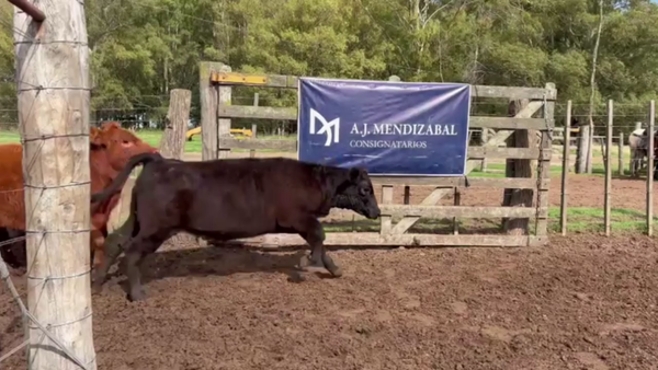 Lote 75 TERNS. HEMBRAS, EN GUAMINI, BS. AS.