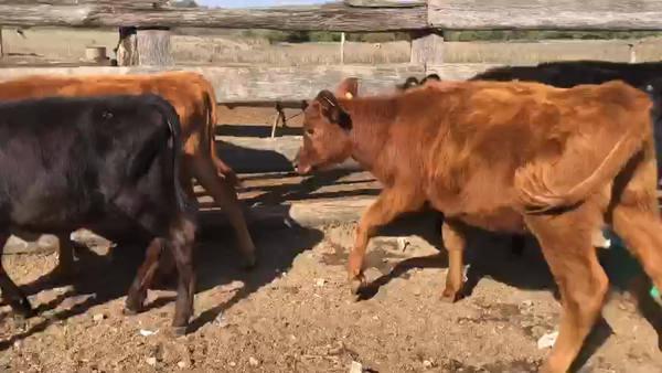 Lote 13 Terneros Angus (6 machos y 7 hembras)