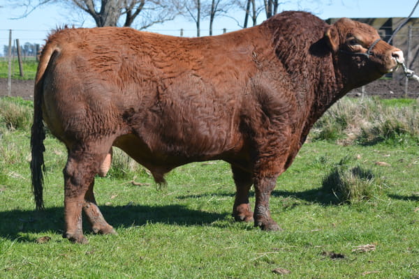 Lote TOROS PP 3 años