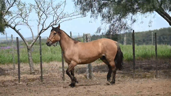 Lote EL  GAVILÁN  PULPA  de  TOMATE