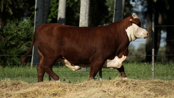 Lote Vaquilla Preñada TE