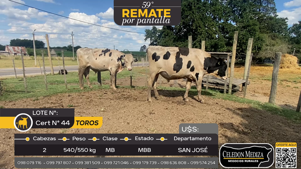 Lote 2 Toros en San José , San José