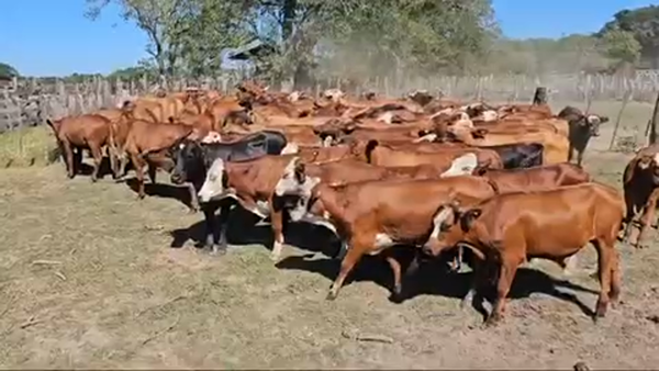 Lote 75 Novillos en Ituzaingó, Corrientes