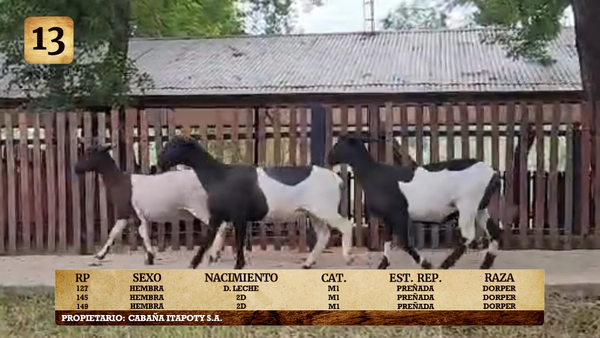 Lote LOTE 13