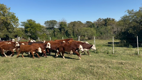 Lote 87 Terneros/as