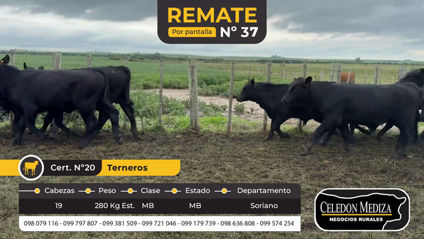 Lote 19 Terneros en Colonia