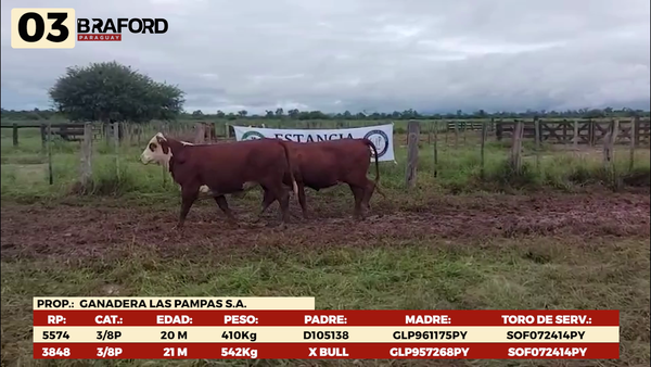 Lote LOTE 3