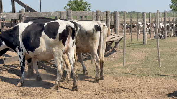 Lote 12 Vaquillonas Holando Preñadas en Col. Tacurales, Santa Fe