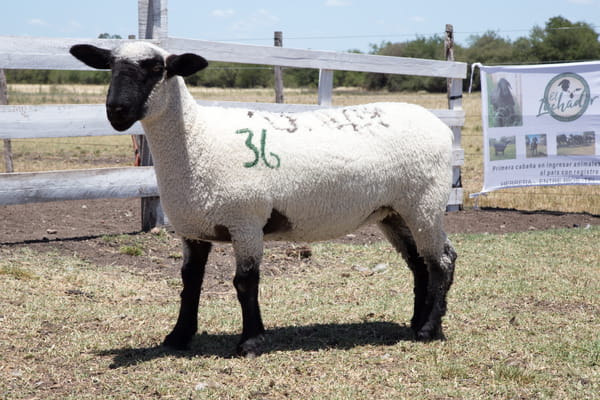 Lote OVINO HAMPSHIRE D. HEMBRA PP