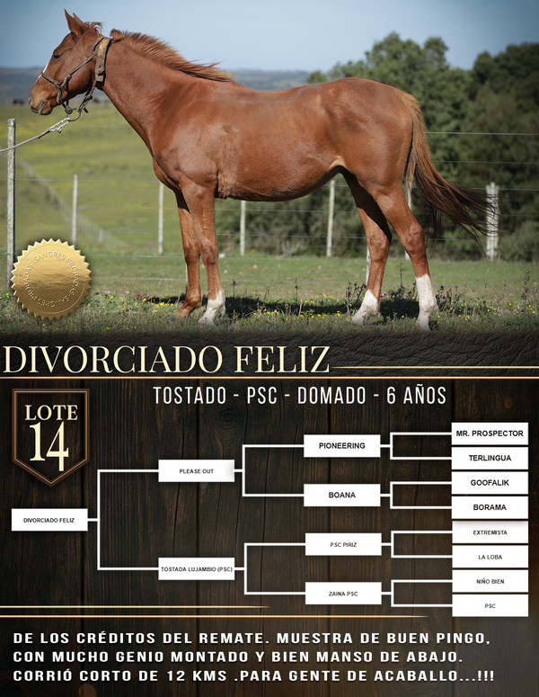 Lote DIVORCIADO FELIZ
