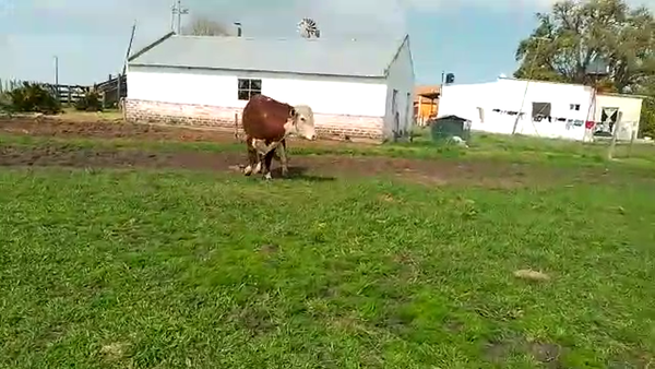 Lote (Vendido)Toros 450kg - , San José