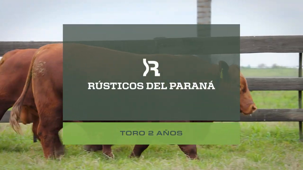 Lote Toros