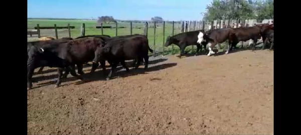 Lote 64 Novillitos en Entre Ríos, Villaguay