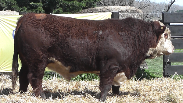 Lote TOROS P. HEREFORD PURO REGISTRADO
