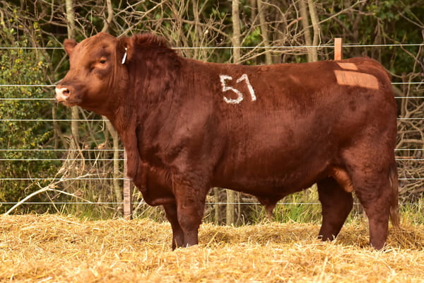46405 — TOROS ANGUS PC