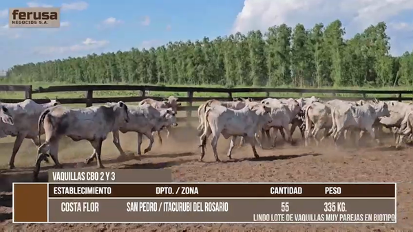 Lote LOTE 10