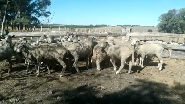 Lote 31 Borregas en CARDONA