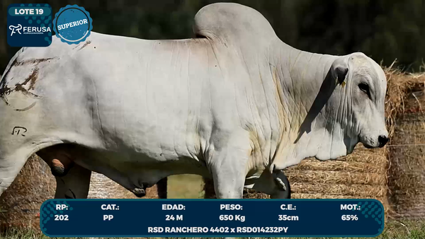 Lote LOTE 19
