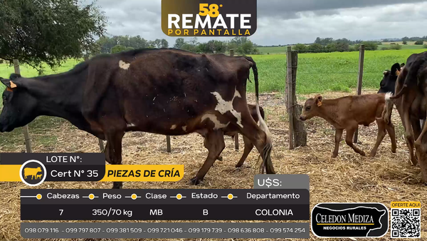 Lote 7 Piezas de cría en Otra Localidad, Colonia