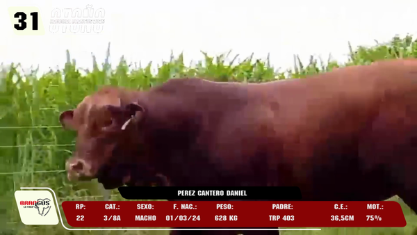 Lote LOTE 31 -DE CAMPO