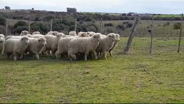 Lote (Vendido)30 Borregos 40kg -  en CUFRE