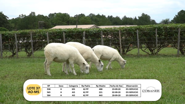 Lote Lote 37 - AO -  MS